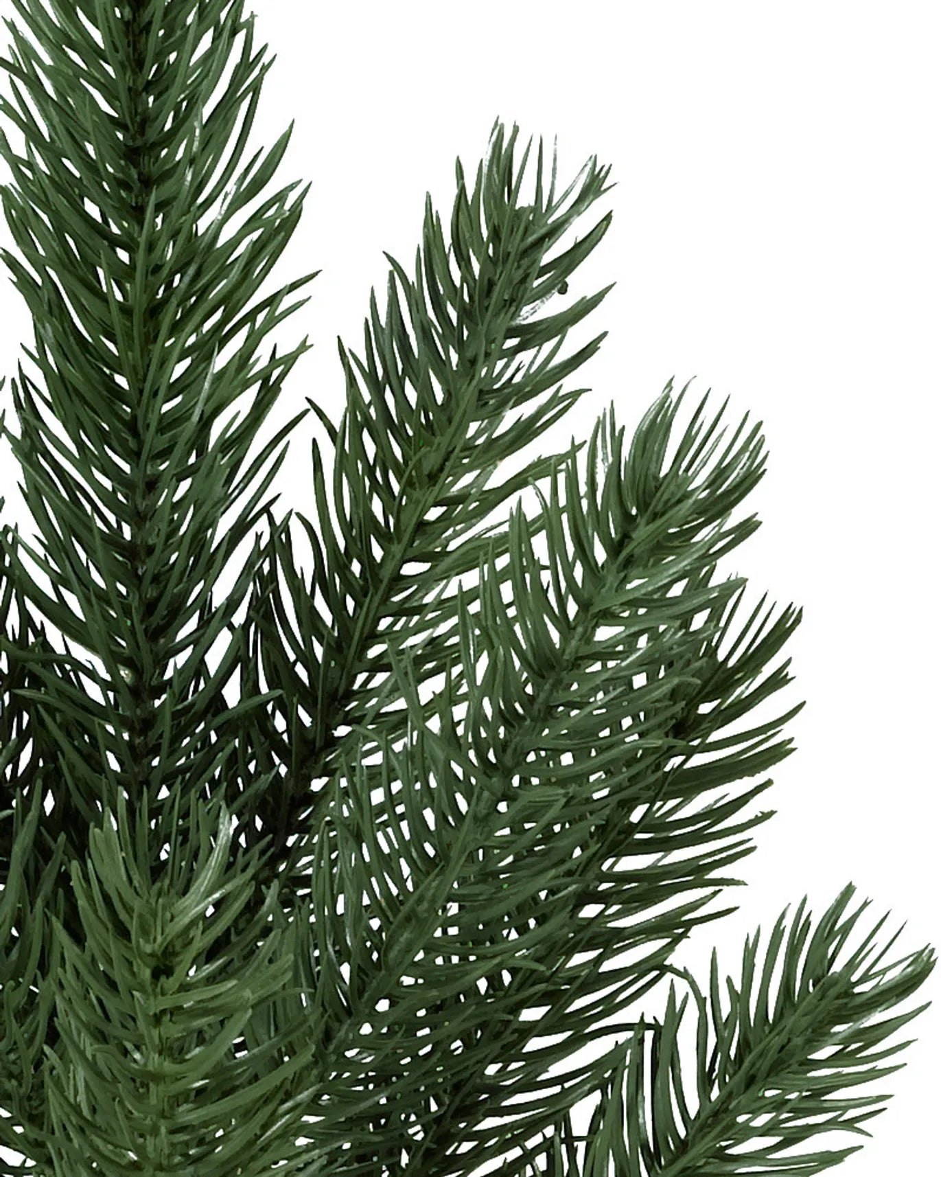 Vermont White Spruce Trees 7.5ft