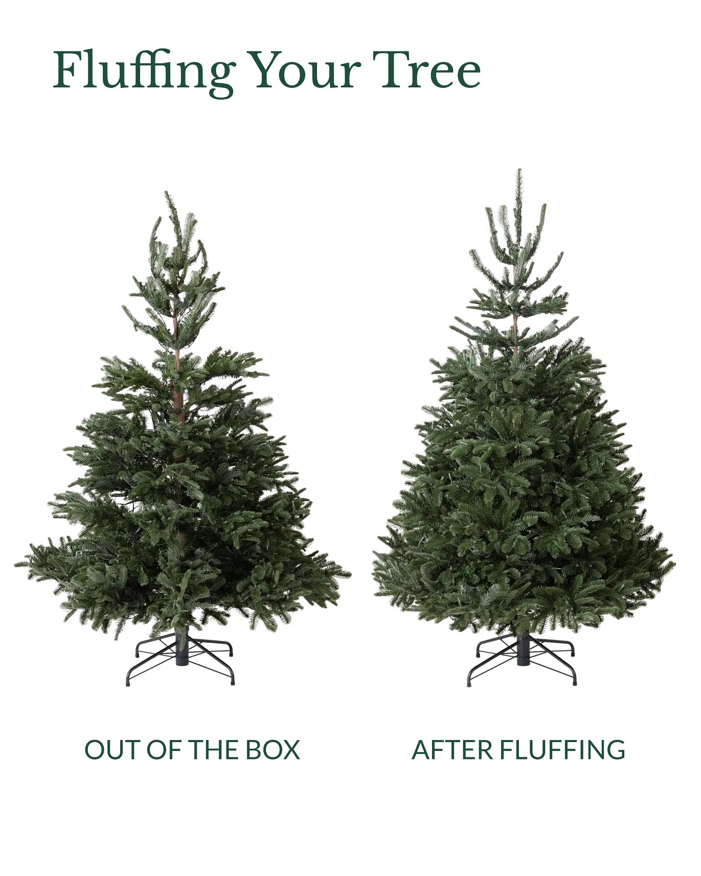 Christmas Nordmann Fir Tree 12ft