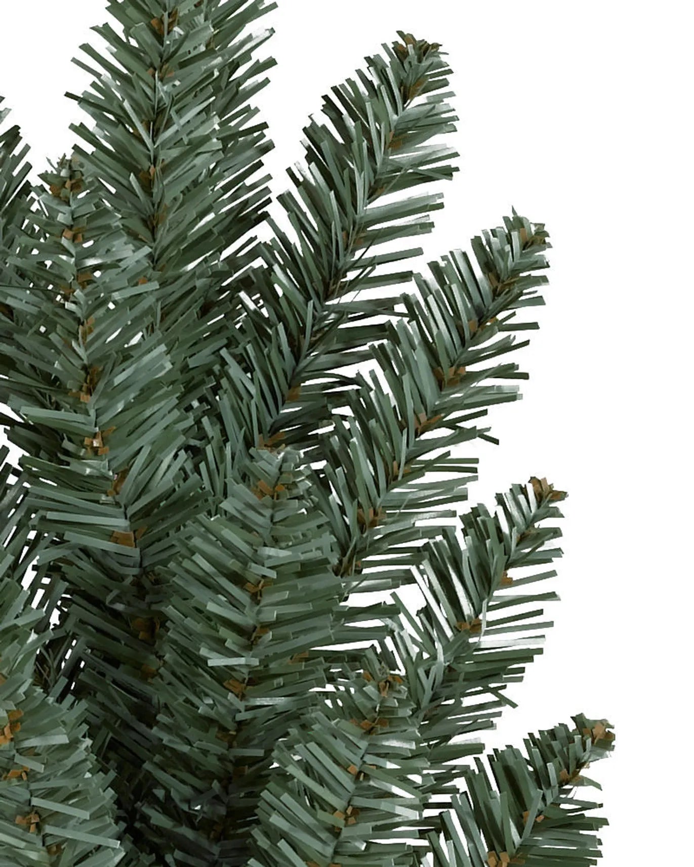 Canadian Blue Green Spruce Tree 12ft
