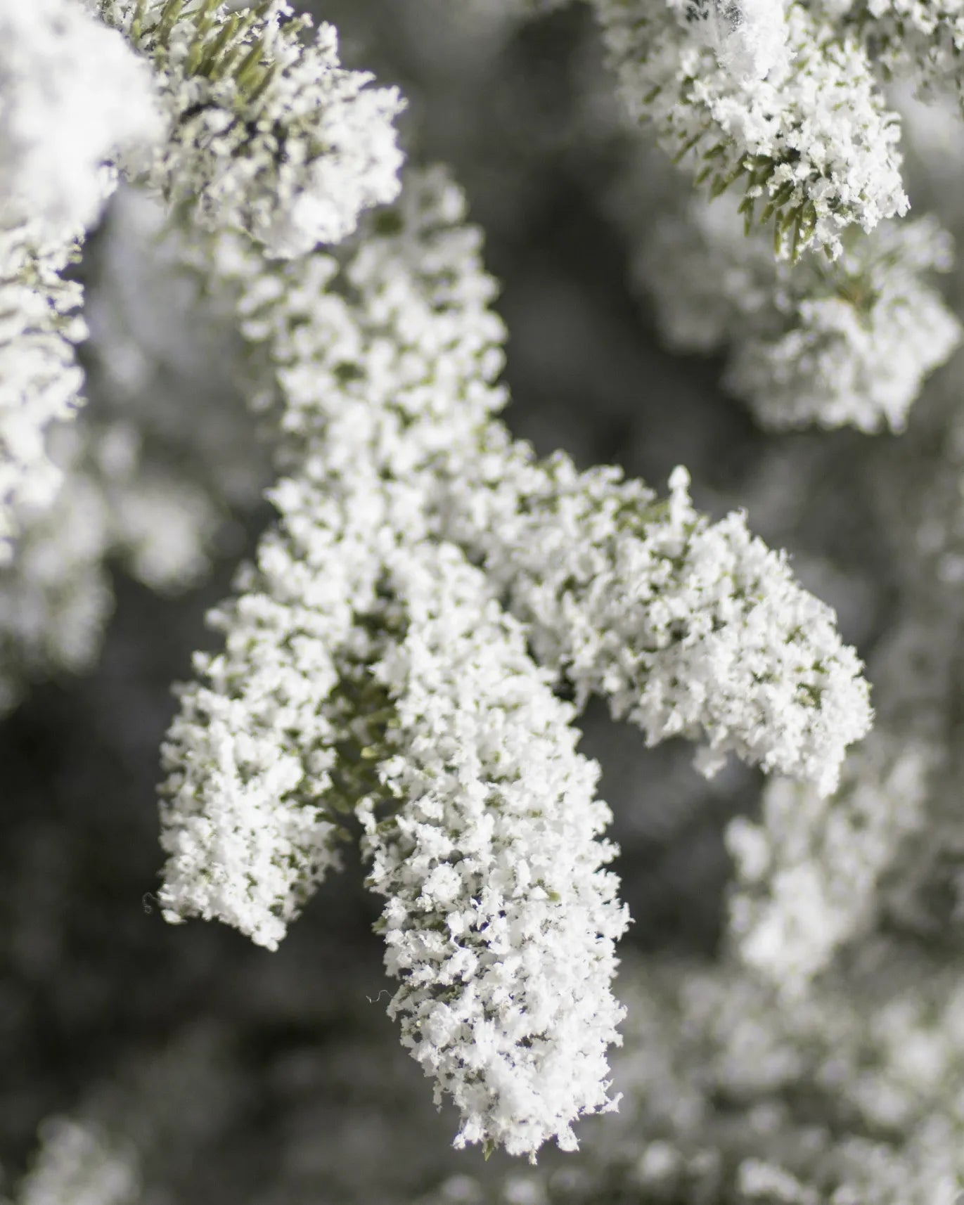 Frosted Fraser Fir Tree 9ft