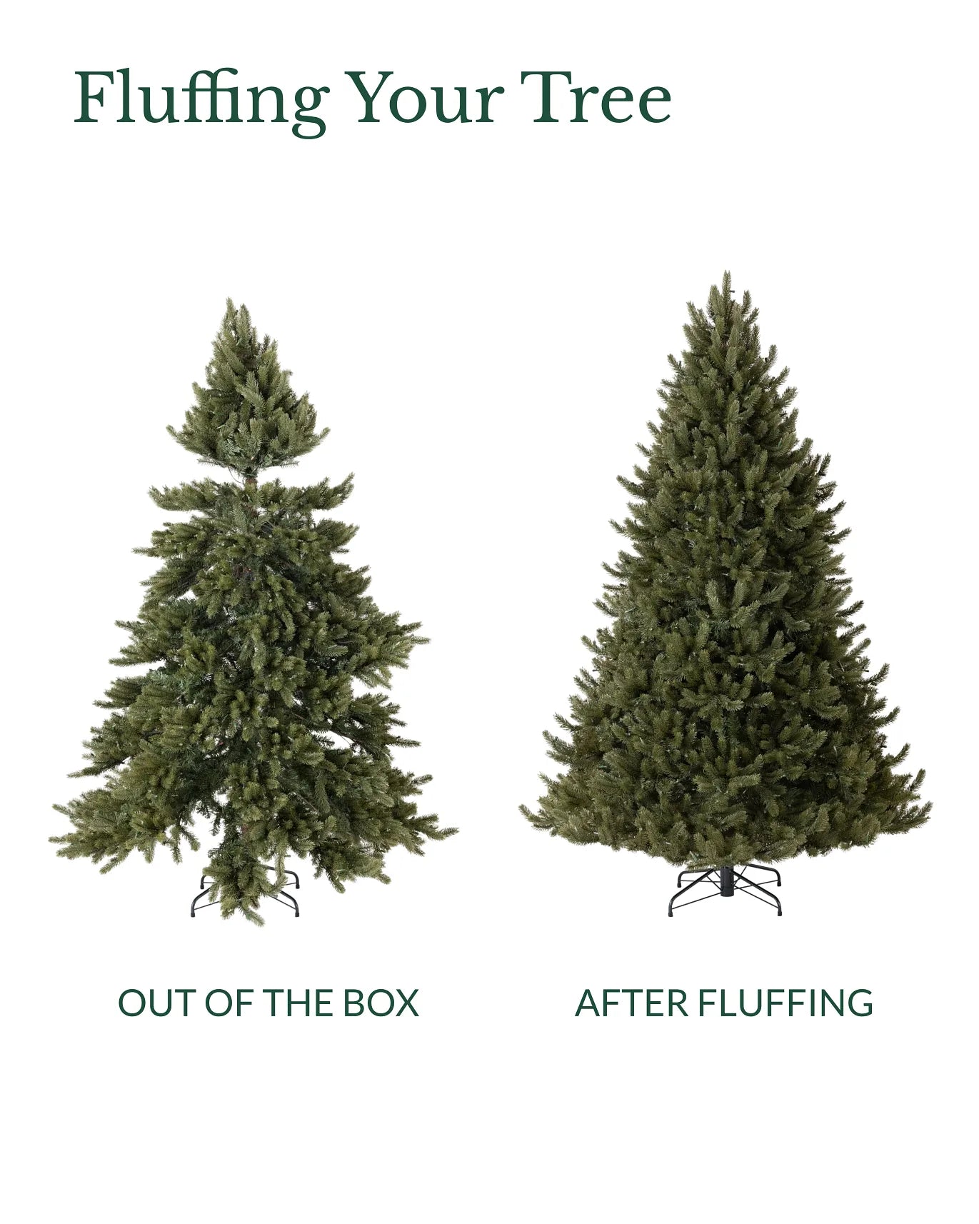 Vermont White Spruce Trees 7.5ft