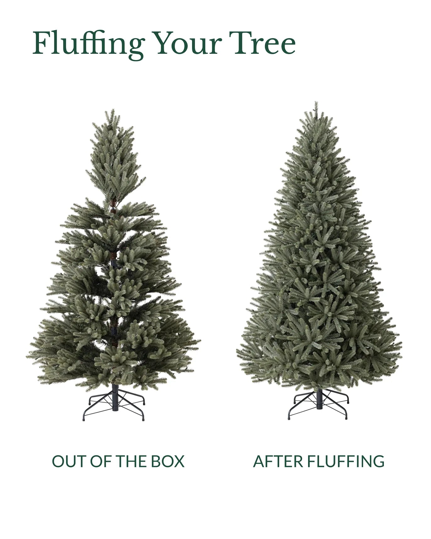 Royal Blue Spruce Tree 8ft