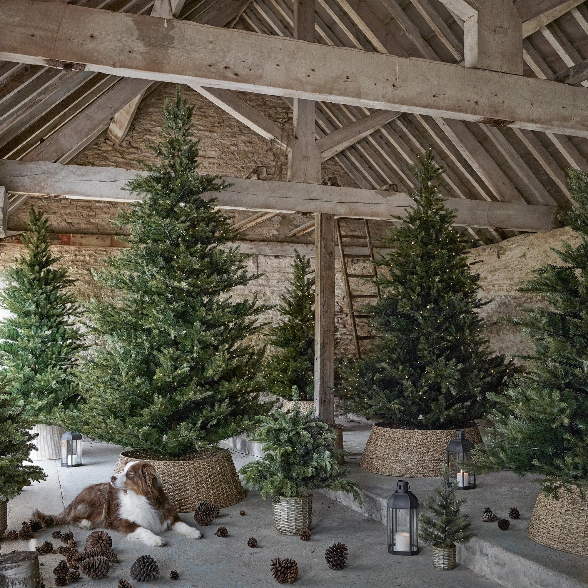 My Furniture Store 7.5ft Grand Spruce Christmas Tree | Direct Furnish